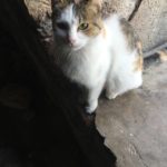 【モンテネグロ】3大観光地を1日で回ってみた